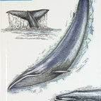 Der Blauwal - Angela Royston - Buch