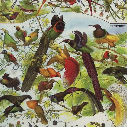 Why Birds Die - Victor Pouchet - Book