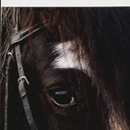 Le cheval - Léon Tolstoï - Livre