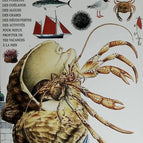 Au bord de la mer - Gallimard jeunesse - 1994 - livre