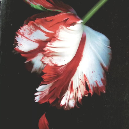 Temptation - Stephenie Meyer - book