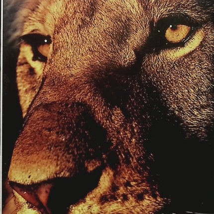 Le Lion – Joseph Kessel – Roman d’aventure, Afrique, animaux sauvages et amitié - Livre